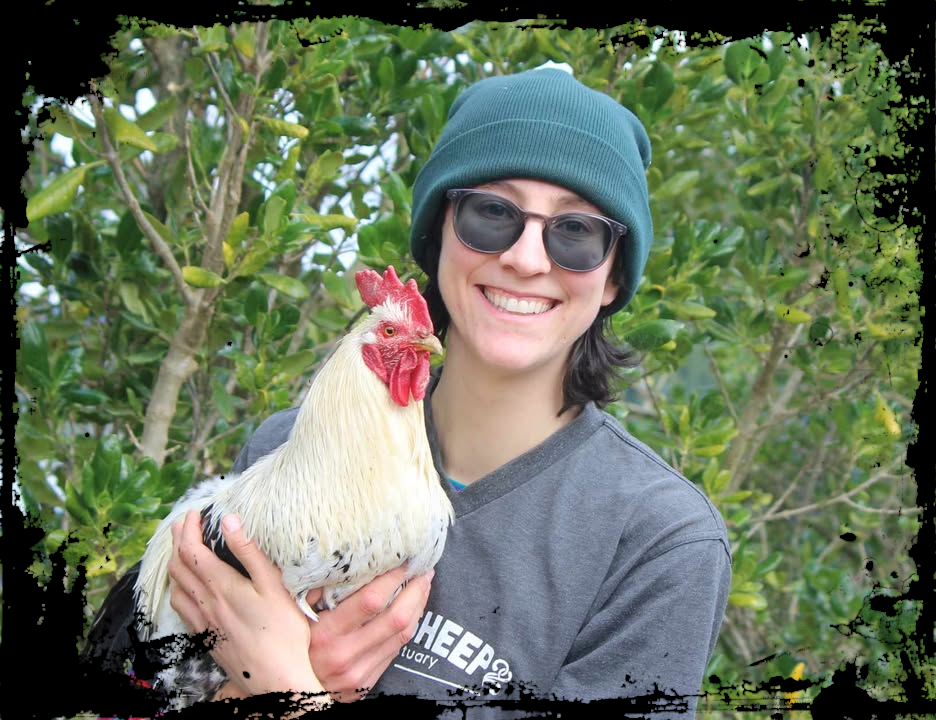 Rooster_Border Rooster_Border