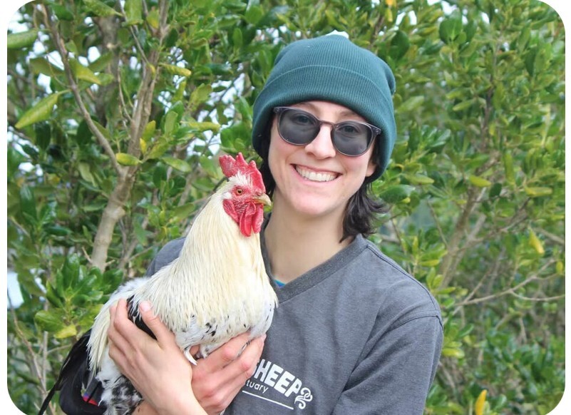 rooster round