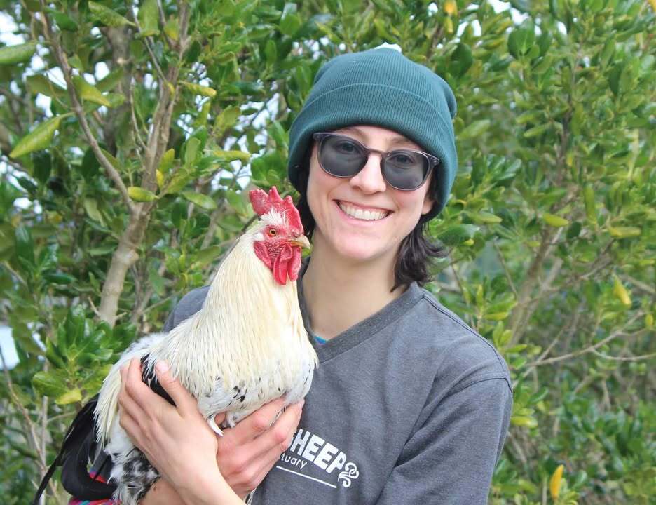rooster-2